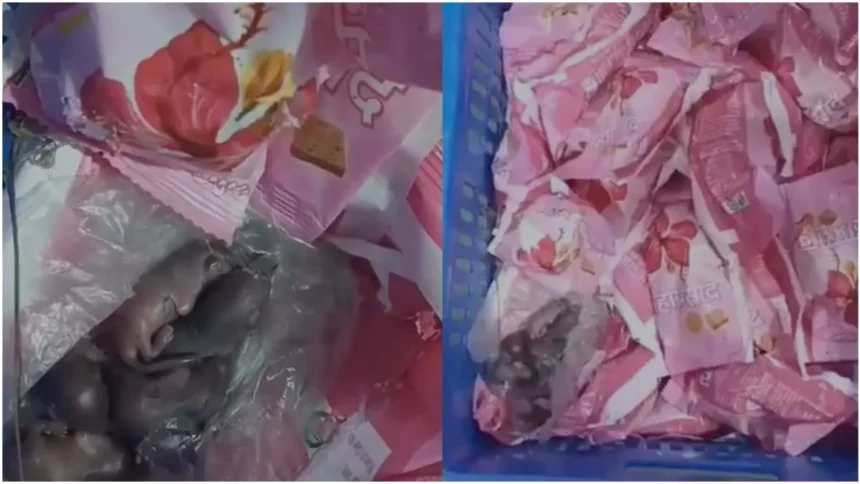 Rat Babies Found in Mahaprasadam at Siddhivinayak Temple: Hygiene Concerns Raised